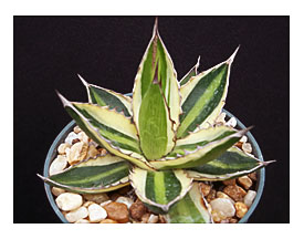 Agave Lophanta Quadricolor Variegated Succulent Plant