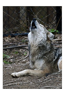 April 15 Wolf Yowl