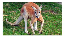 Red Kangaroo Zoological Society Of London ZSL