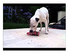My Pit Bull Eating Raw Meat PMR YouTube