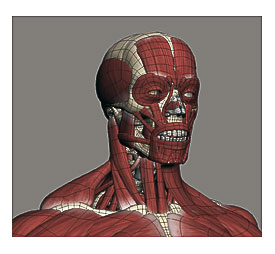 Male Anatomymuscles,skeleton 3D Model