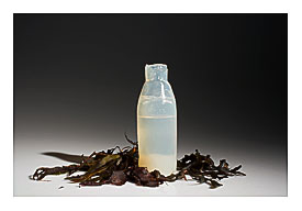 Biodegradable Water Bottle, Algae Water Bottle, Agar Water Bottle, Ari .