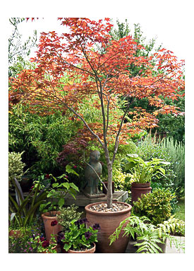 Delightful Patio Trees In Containers #2 Related To Plants Planting .