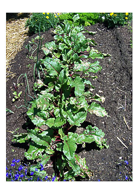 Annie's Kitchen Garden July 15, 2011 Summer Lettuce, Fall Planting .